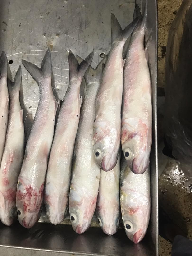 Frozen Fish & Shrimp 1