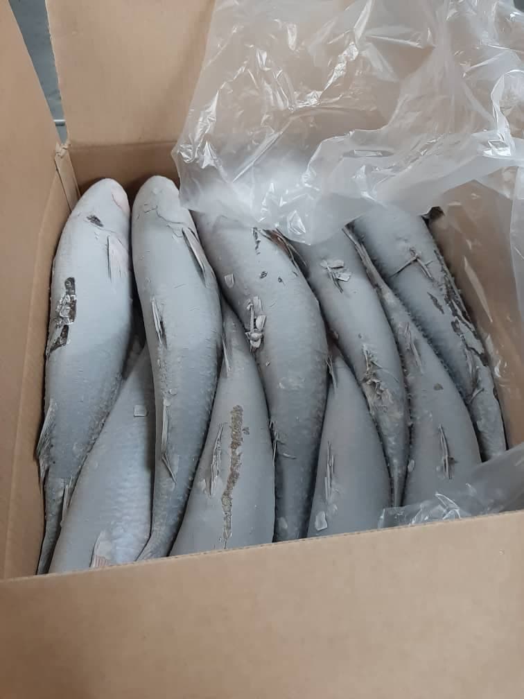 Frozen Fish & Shrimp 3