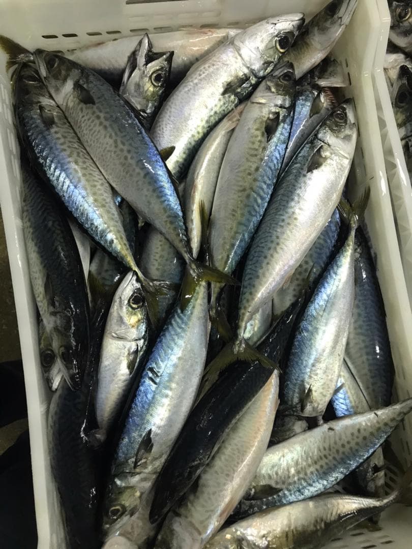 Frozen Fish & Shrimp 4