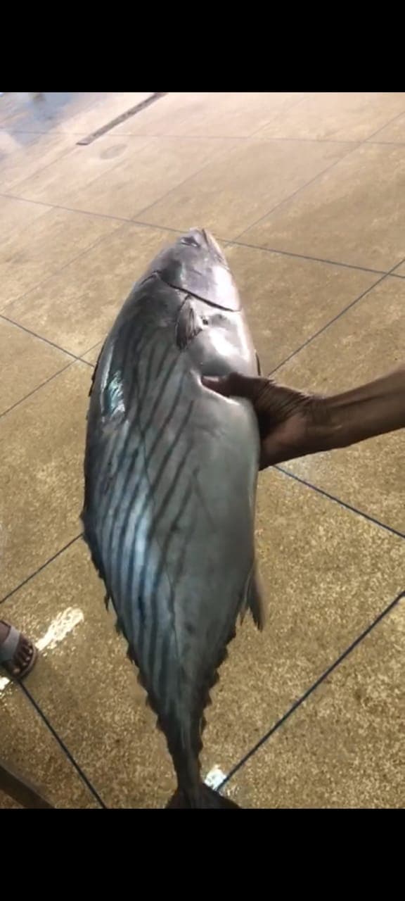 Frozen Fish & Shrimp 8